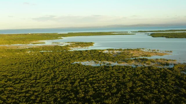 Tropical landscape with rainforest. Green mangroves in Olango Island. Lapu-Lapu, Philippines. Cebu.
