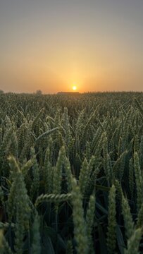 Sonnenaufgang &uuml;ber den Feldern in Bayern. Morgenrot, Orange, Sonne, Feld, Getreide, Weizen, Ernte, Morgens