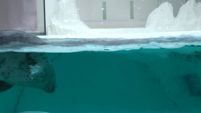 Three Ringed seals, Pusa hispida, swimming underwater and spyhopping in the water tank pool. 4K