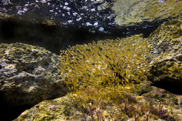 A school of golden fish in the shallows