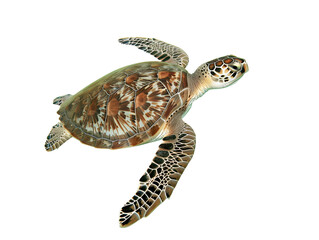 Sea turtle swimming. White, transparent background, isolated.