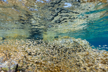 Fish playground in the Mediterranean Sea