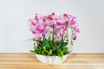 A flowering pink orchid of genus phalaenopsis variety of Big Lip on a wooden table. Home flowers