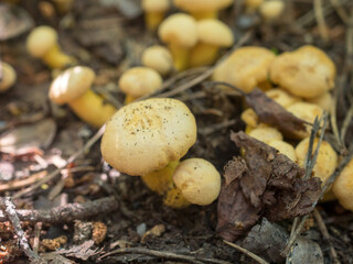 small chanterelle mushrooms close up