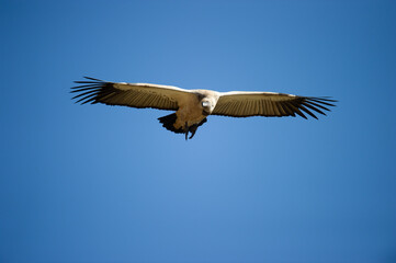 Cape Vulture ( Gyps coprotheres ) Giants Castle Drakensberg, Souith Africa