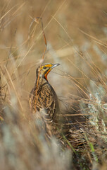 Cape Longclaw ( Macronyx capensis ) Giants Castle Drakensberg, South Africa