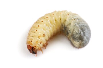 A close up shot of a curl grub on white background.