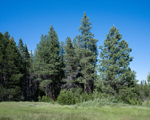 USA, Washington, Klickitat County: Ponderosa Pine Woodland mixing into Douglas Fir Forest...
