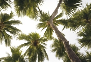 Fototapeta premium tree olated semitropical six betel tropical background white palm leaf travel natural green