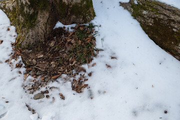 森の中の落葉と積雪