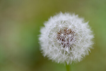 雨に濡れたタンポポの綿毛