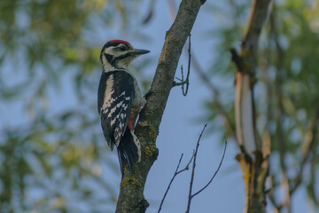 woodpecker on tree