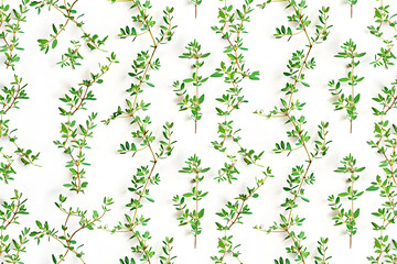 thyme plant hand drawn seamless pattern