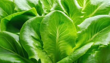 Fototapeta premium These green, leafy vegetables are low in calories but high in water content. They offer essential nutrients like vitamin K, vitamin A, and folate.