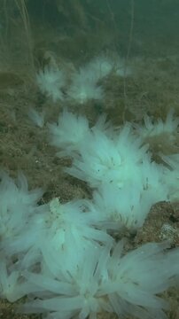 Vertical video, Ascidian colony of Transparent sea squirt or Yellow Sea Squirt (Ciona intestinalis, Ascidia intestinalis) on the seabed covered with brown algae and laminaria