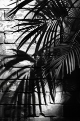 Naklejka premium Palm Tree Shadows on Brick Wall Texture, palm branch at sunlight, foliage pattern, tropic plant silhouette