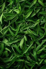 Fototapeta premium Tarragon texture background, estragon leaf banner, Artemisia dracunculus pattern, fresh herbal leaves