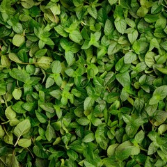 Many mint leaves texture background, fragrant spices pattern, Mentha piperita mockup, peppermint banner