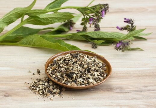 Dried roots of comfrey, lat. Symphytum officinale and fresh herb on wood table. Roots prepared for making an ointment,  traditional herbal medicine.