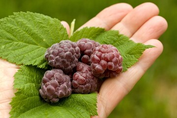 Gardener holding in his hand delicious purple raspberries in the garden. Detail of palm with leaf and purple raspberries, lat. Rubus hybridus Glen Coe against blurred background.