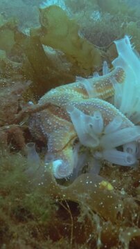 Vertical video, Time lapse, Sea Star eats ascidian colony on seabed covered with algae, Spiny Starfish (Marthasterias glacialis) and Transparent sea squirt (Ciona intestinalis, Ascidia intestinalis)