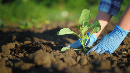 Plant a tomato seedlings in the ground. Hands gently press the ground around the young sprout