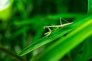 Mantis on a leaf blade in early summer.