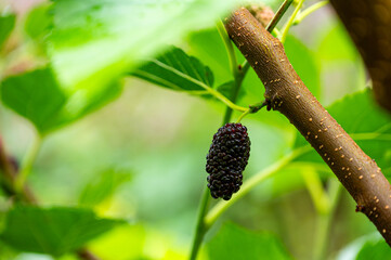 Feigen, Garten, Beeren, Cannabis, Hanfpflanzen