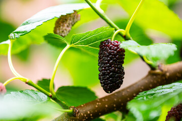 Feigen, Garten, Beeren, Cannabis, Hanfpflanzen