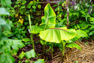 Feigen, Garten, Beeren, Cannabis, Hanfpflanzen
