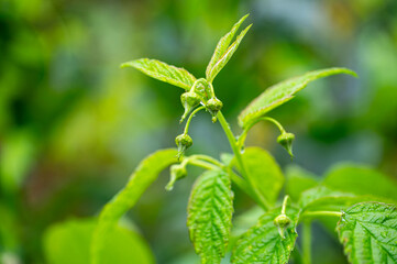 Feigen, Garten, Beeren, Cannabis, Hanfpflanzen