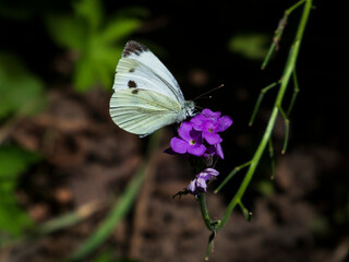 butterfly on a flower