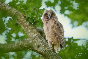 Juvenile long-eared owl (Asio otus)