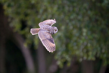 Long-eared owl (Asio otus)