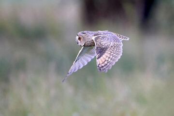 Long-eared owl (Asio otus)