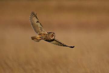 Long-eared owl (Asio otus)