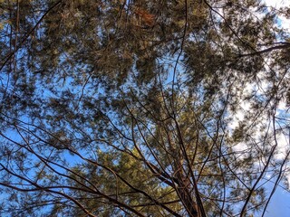 Blue sky and pine trees that grow abundantly on the beach