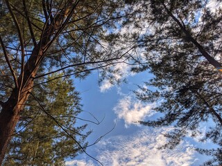 Blue sky and pine trees that grow abundantly on the beach