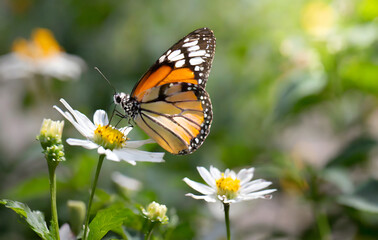 Naklejka premium butterfly on a flower. Generative AI.