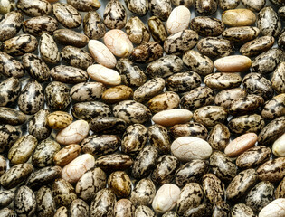 chia seeds in high detail