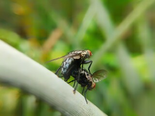 Black flies mating on a leaf