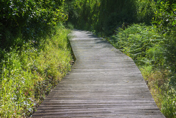 Obraz premium wooden pathway trough a green forest borded by leaf and grass