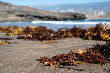 A beach with a lot of seaweed on the sand. The seaweed is brown and is scattered all over the beach