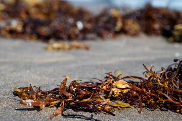 A beach scene with a large amount of seaweed on the sand. The seaweed is brown and he is tangled and messy. Scene is somewhat eerie and unsettling, as the seaweed seems to be taking over the beach