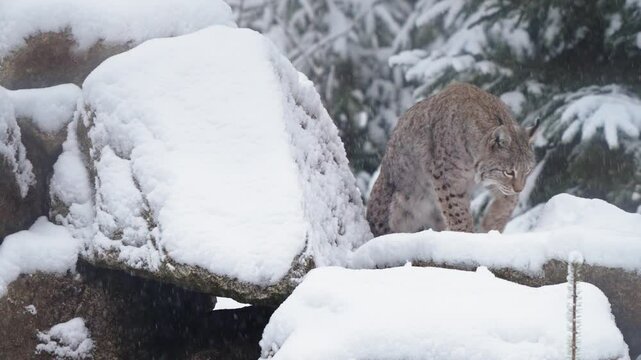 Eurasian lynx is cleaning itself in a snowy forest.