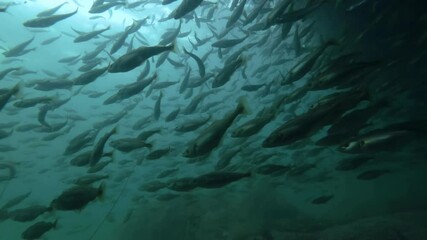Large shoal of Cod fish swimming underwater in shallow water on shore zone, Slow motion, Close up