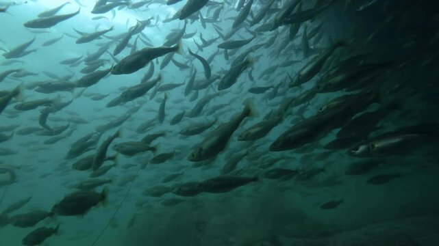 Large shoal of Cod fish swimming underwater in shallow water on shore zone, Slow motion, Close up