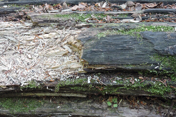  A dry rotten tree trunk, some sawdust, some litter on the ground