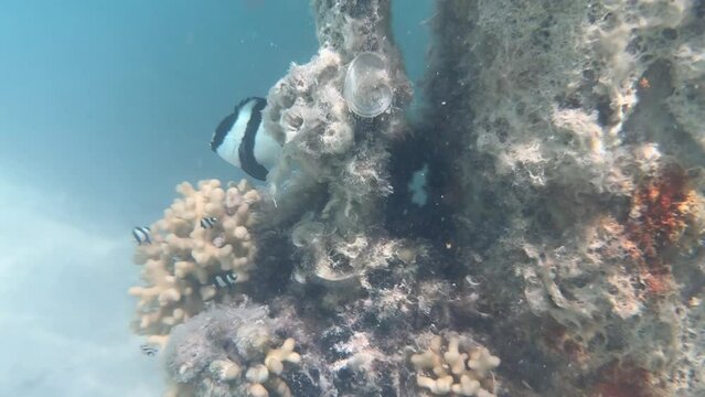 Dascyllus melanurus with young fish on a coral in the Red Sea, Egypt 4k