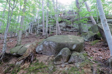 A group of granite boulders covered with green moss, tall trees, litter on the ground in a forest in the Polish part of the Giant Mountains National Park, Chojnik mountain 